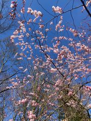 Der Frühling naht