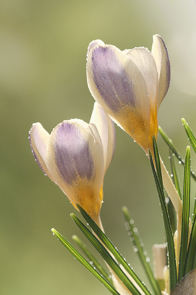 Der Frühling naht :)