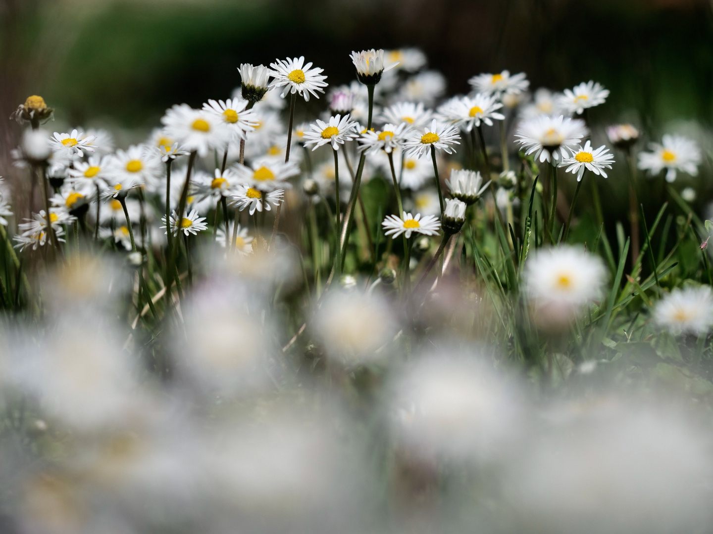 ....der Frühling naht