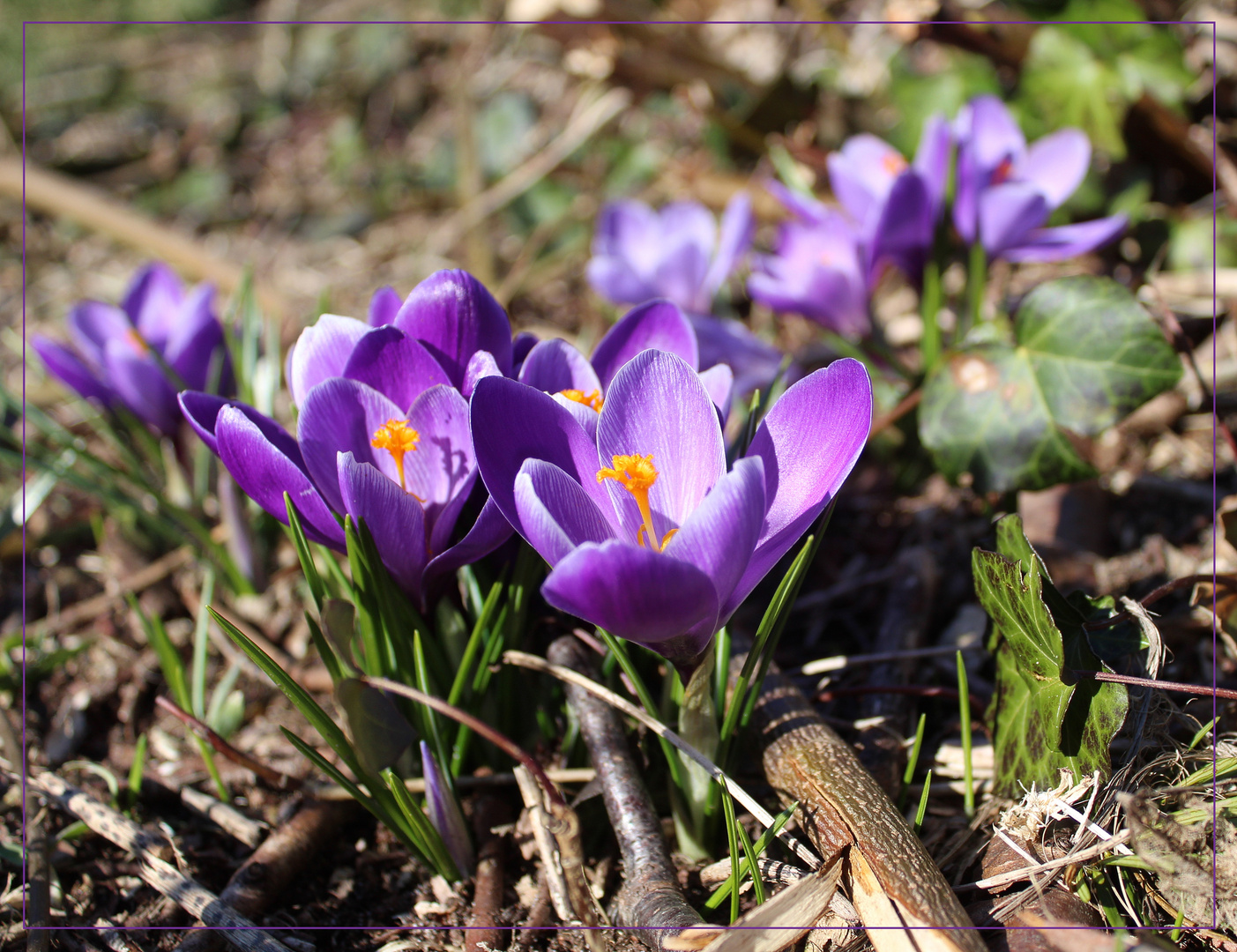 der Frühling naht ... 