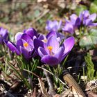 der Frühling naht ... 