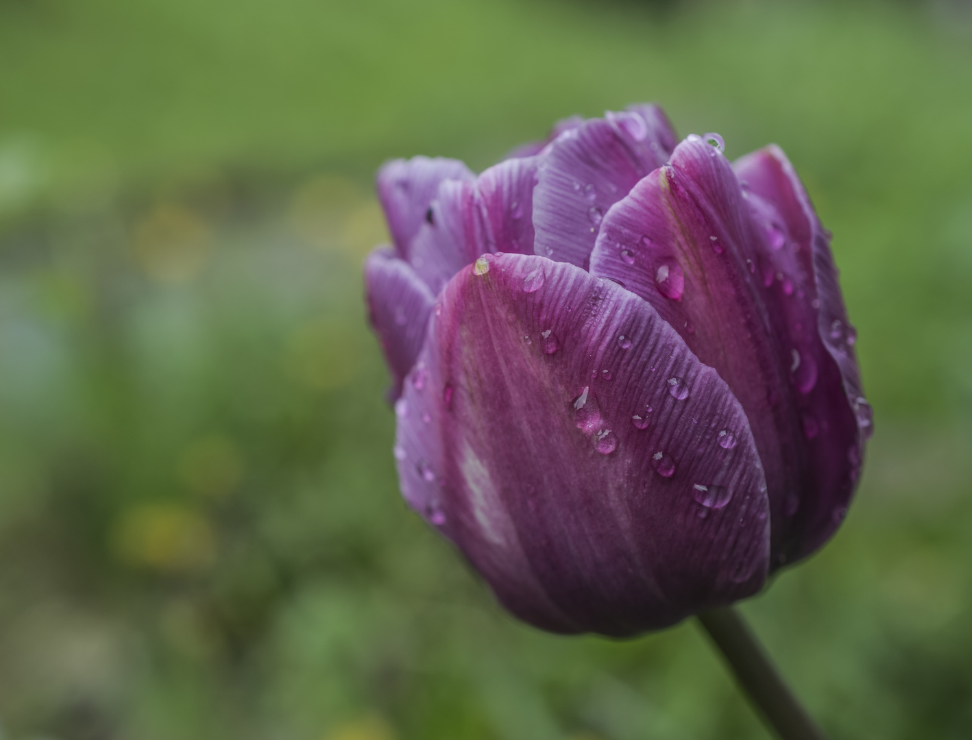 *** der frühling naht ***