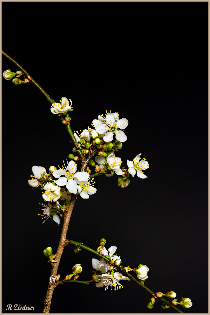 Der Frühling naht