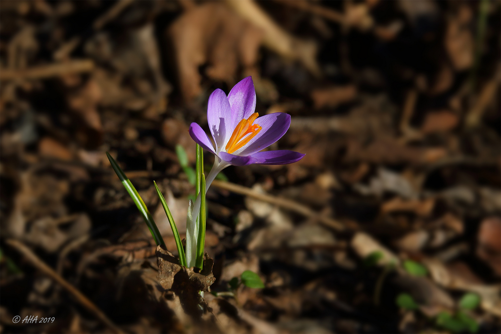 Der Frühling naht!