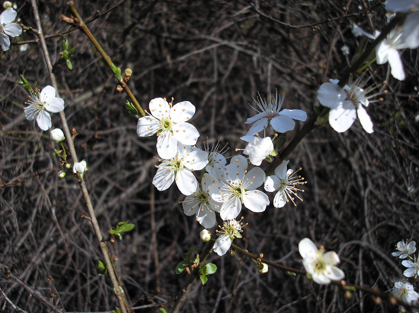 "Der Frühling naht"