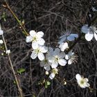 "Der Frühling naht"