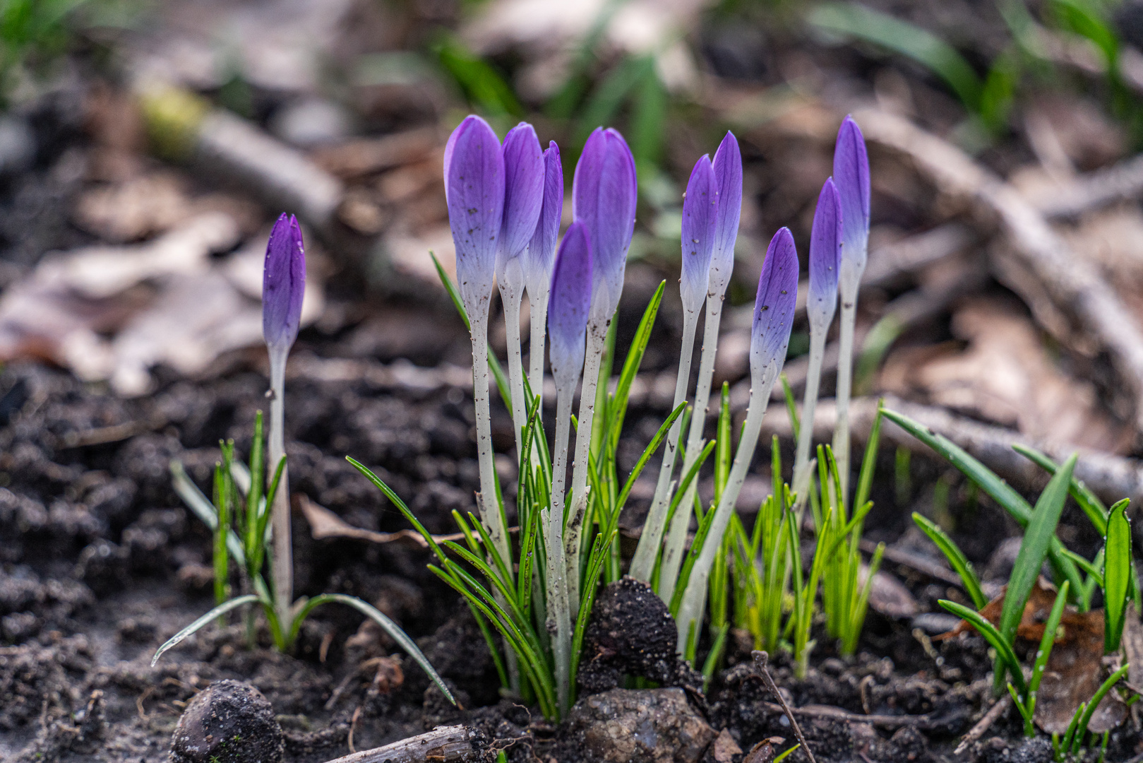 der Frühling naht: Elfen-Krokus am Wegesrand