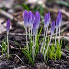 der Frühling naht: Elfen-Krokus am Wegesrand