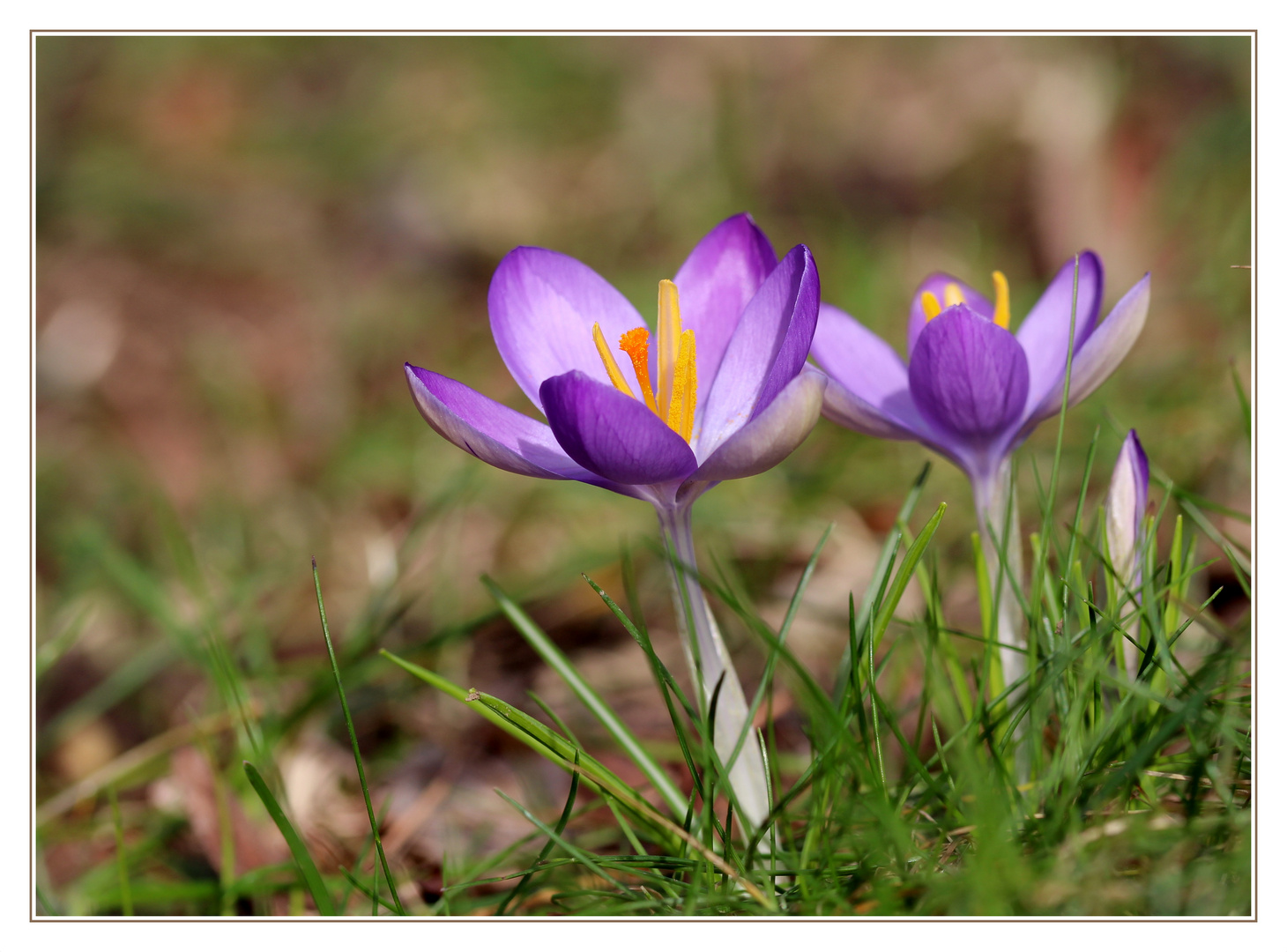 Der Frühling naht...