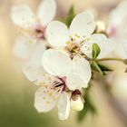 Der Frühling naht