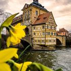 Der Frühling naht in Bamberg