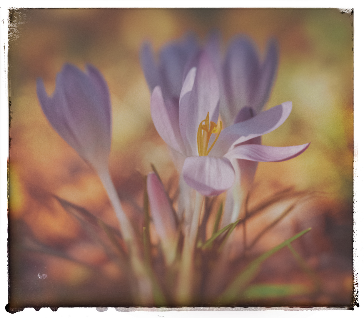 Der Frühling naht in großen Schritten