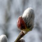 Der Frühling naht (Macro)...