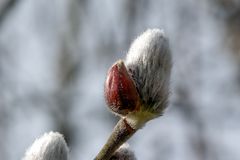 Der Frühling naht (Macro)...