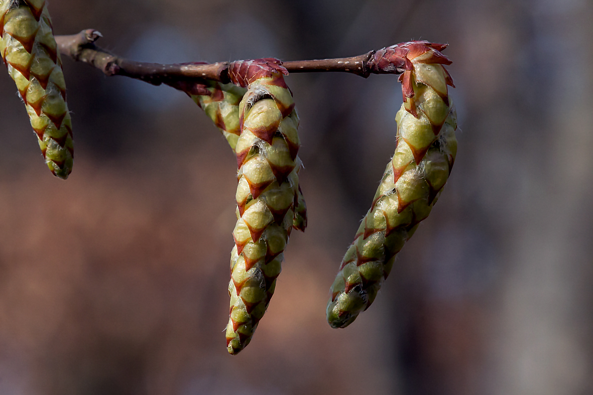 Der Frühling naht (Macro)..