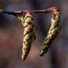 Der Frühling naht (Macro)..