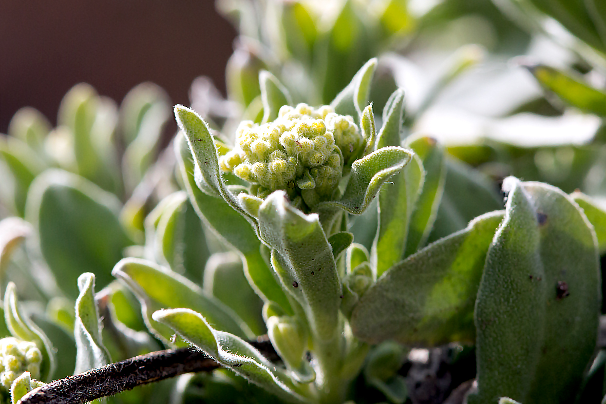 Der Frühling naht (Macro)