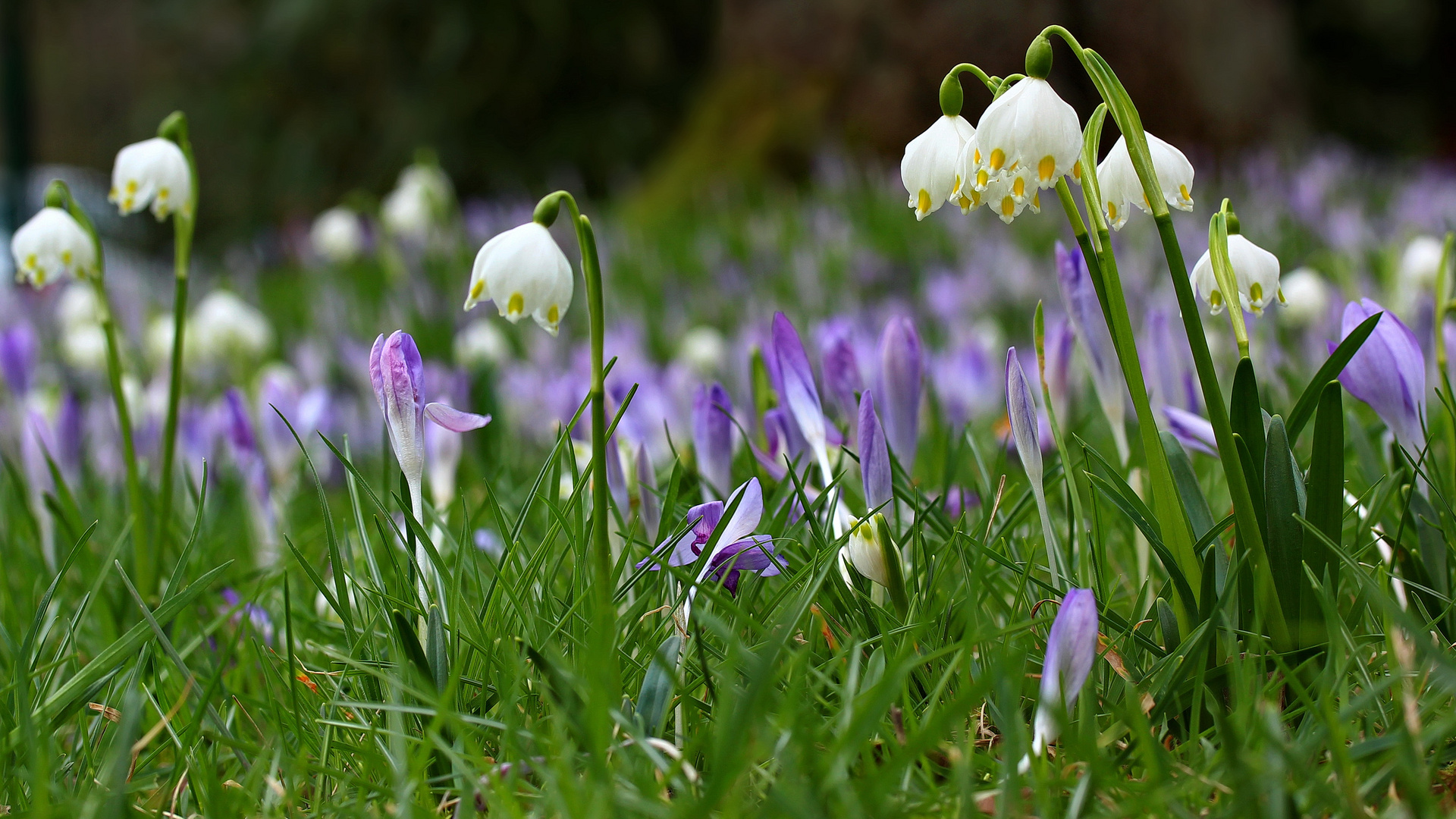 der Frühling naht mit großen Schritten