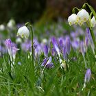 der Frühling naht mit großen Schritten