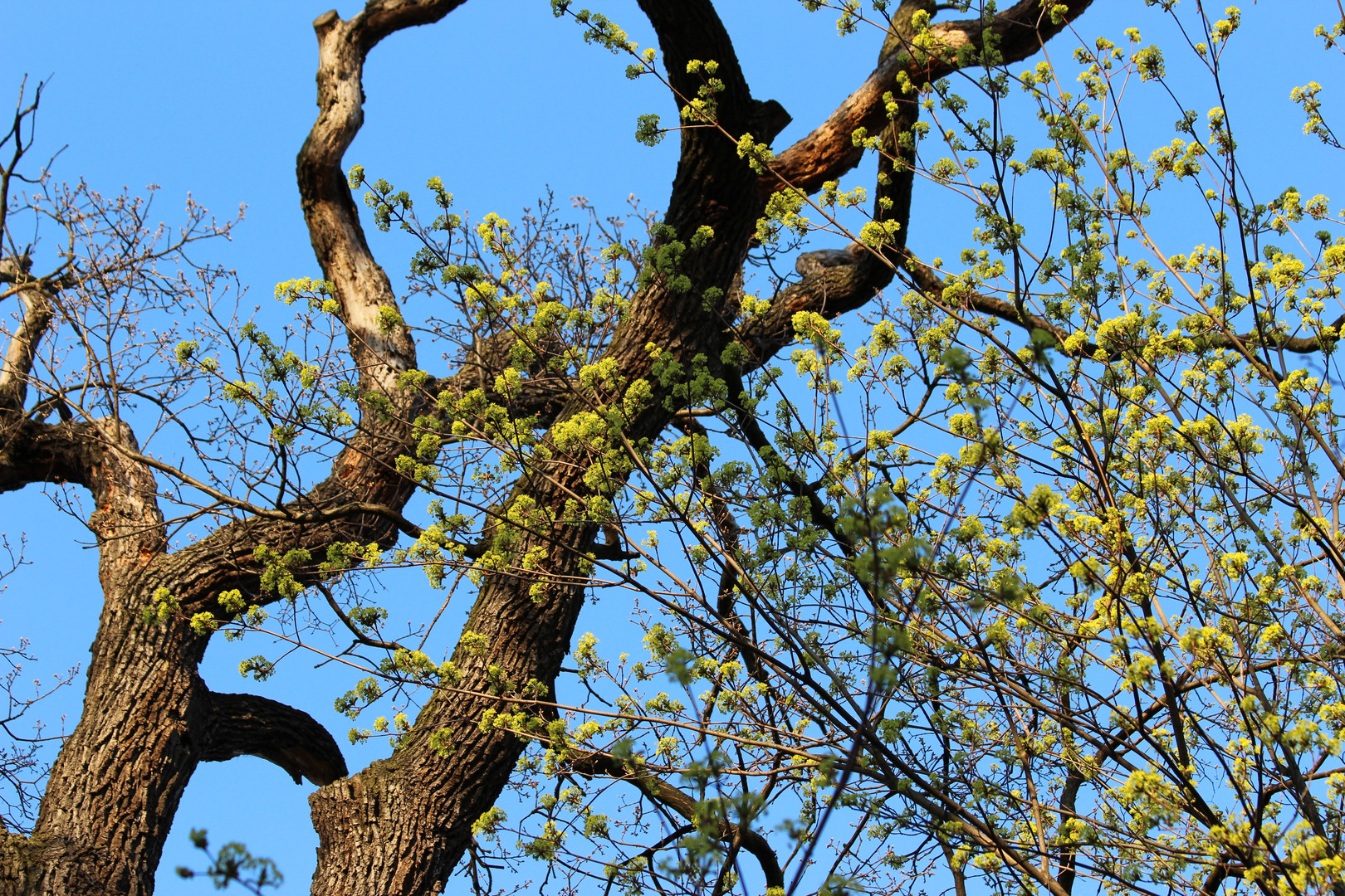 Der Frühling naht mit großen Schritten