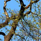 Der Frühling naht mit großen Schritten