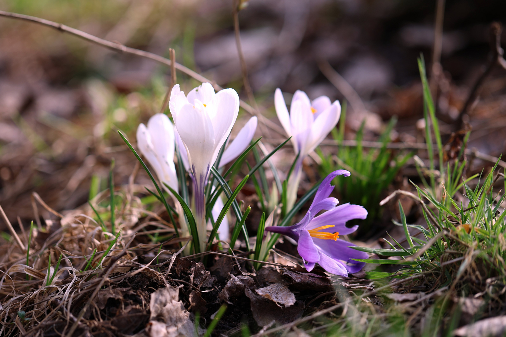 Der Frühling naht mit großen Schritten