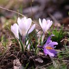 Der Frühling naht mit großen Schritten