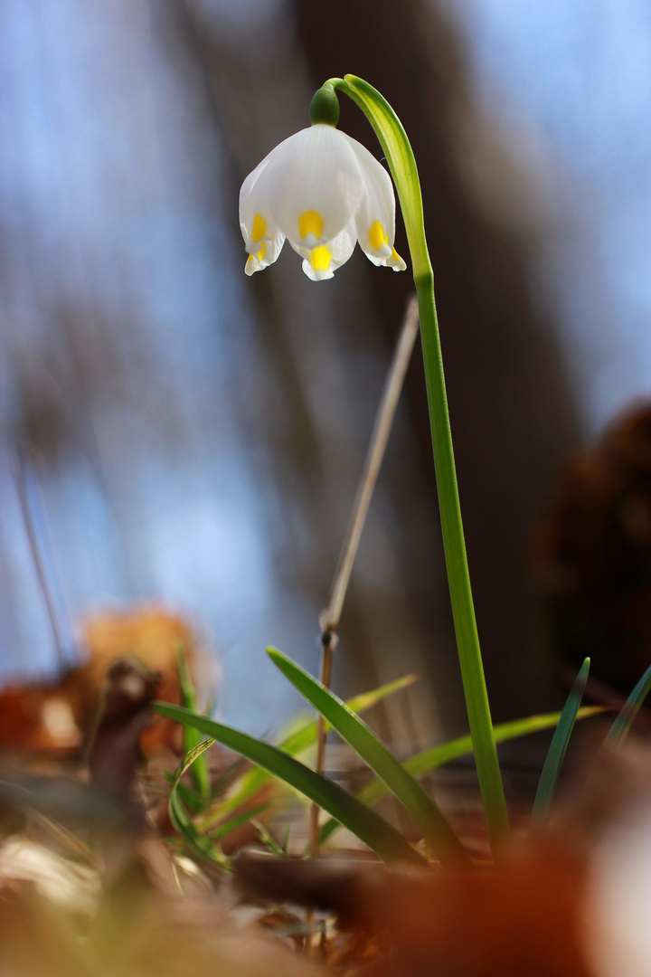 Der Frühling naht.. sooo viele Märzenbecher blühen der Sonne entgegen