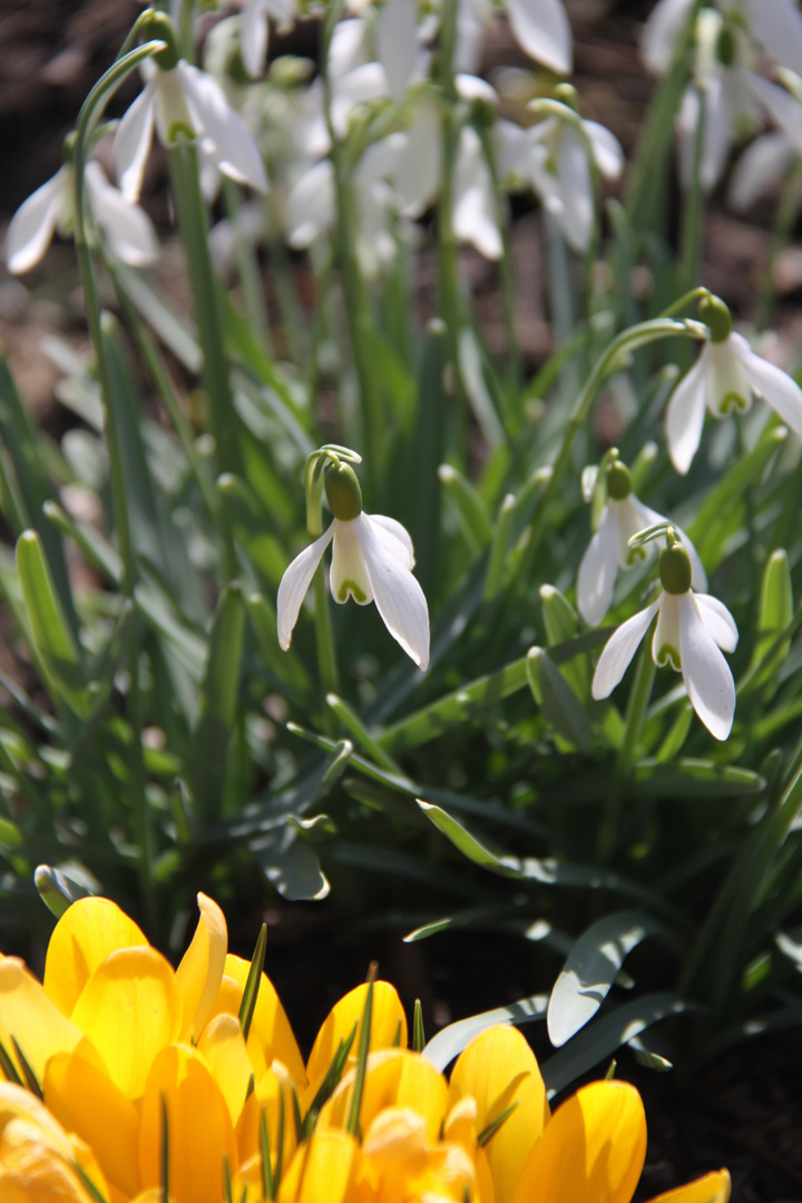 Der Frühling nimmt seinen Lauf