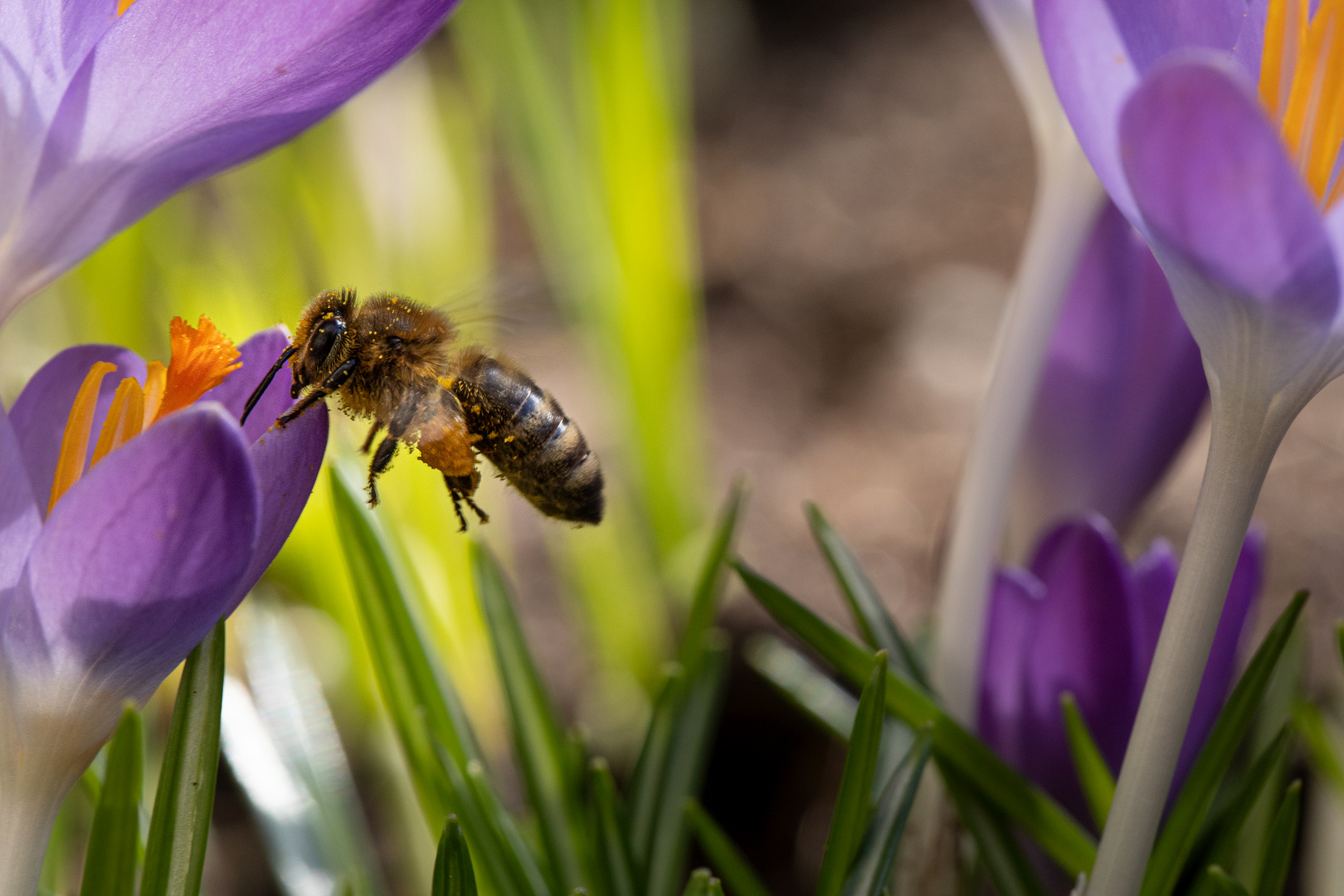 Der Frühling öffnet den Bienengasthof "Zum Krokus"