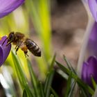 Der Frühling öffnet den Bienengasthof "Zum Krokus"