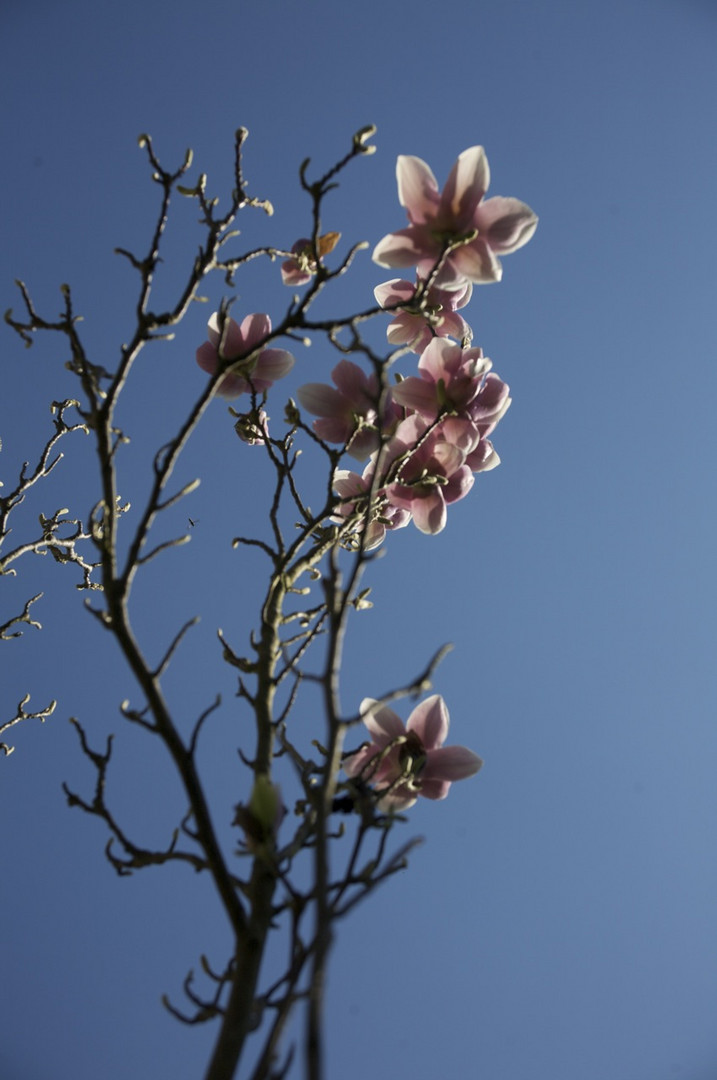 der Frühling pusht