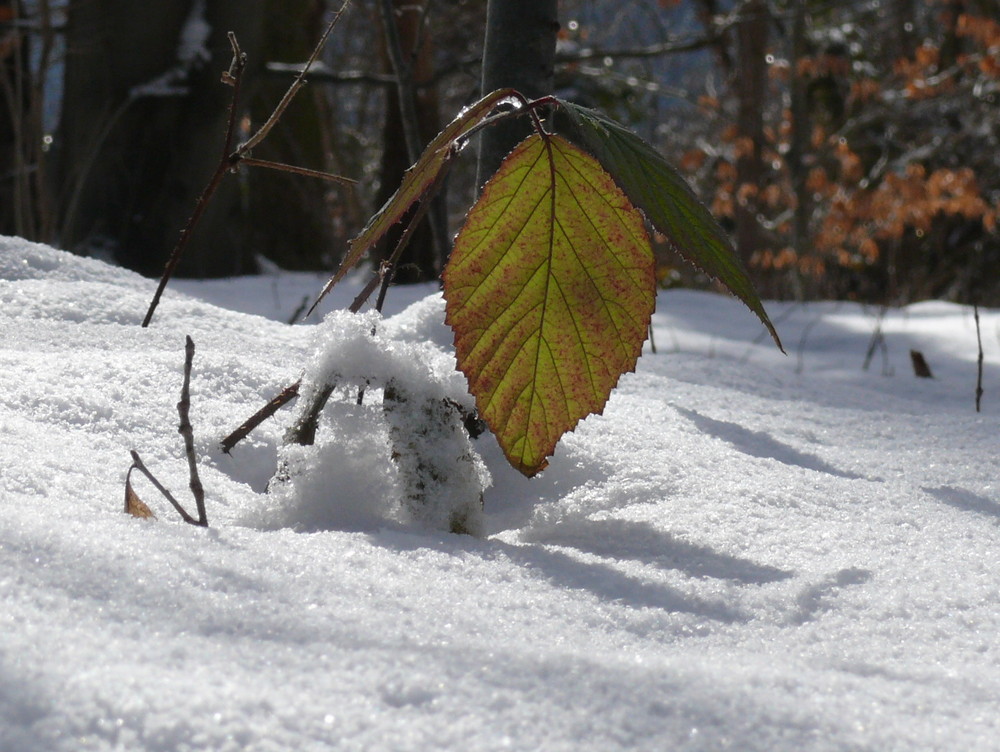 der Frühling regt sich...