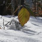 der Frühling regt sich...