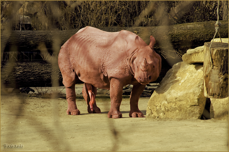 der Frühling- Rotes Nashorn