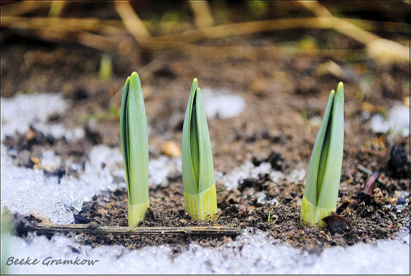 Der Frühling ruft