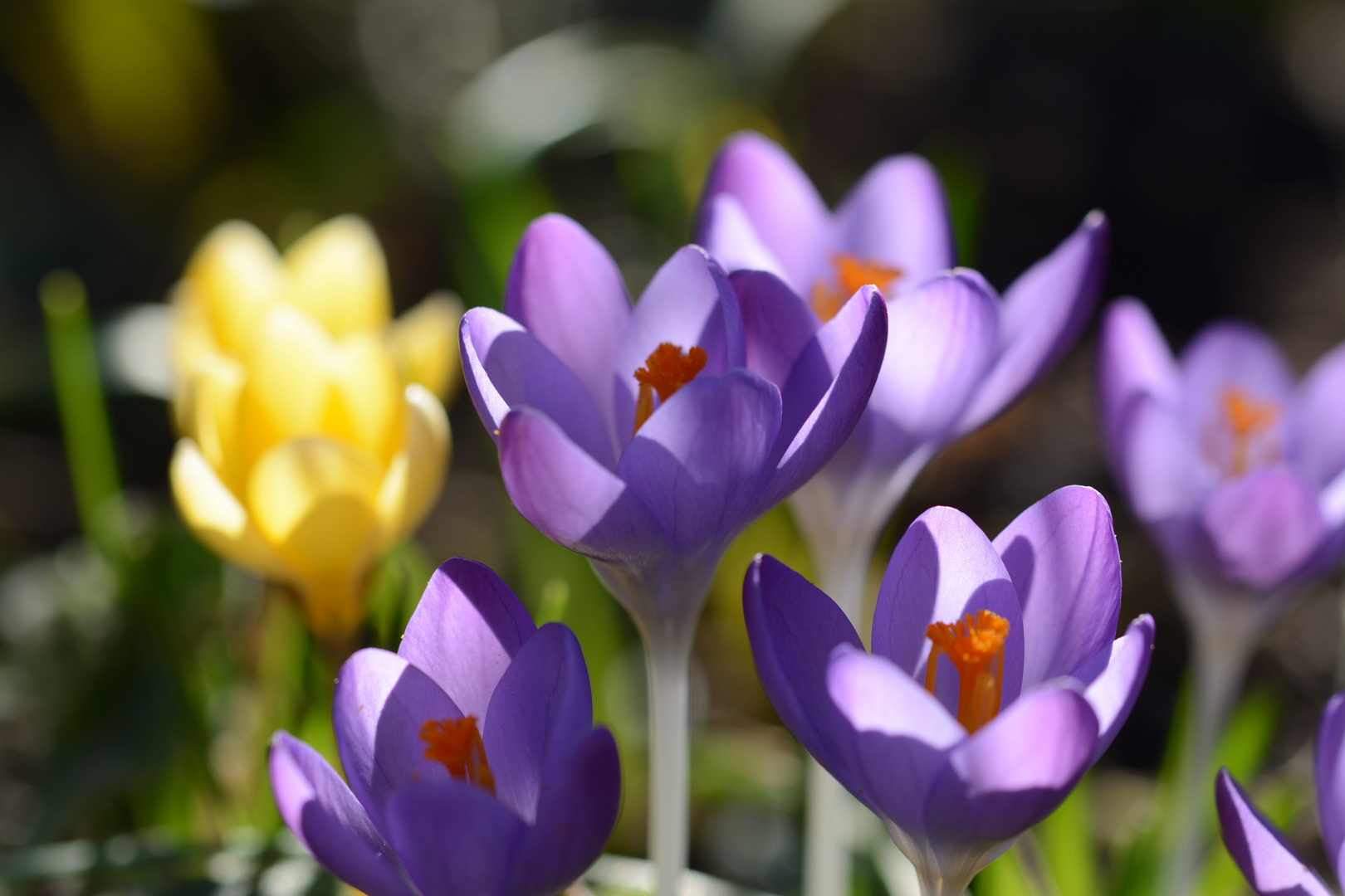 Der Frühling ruft