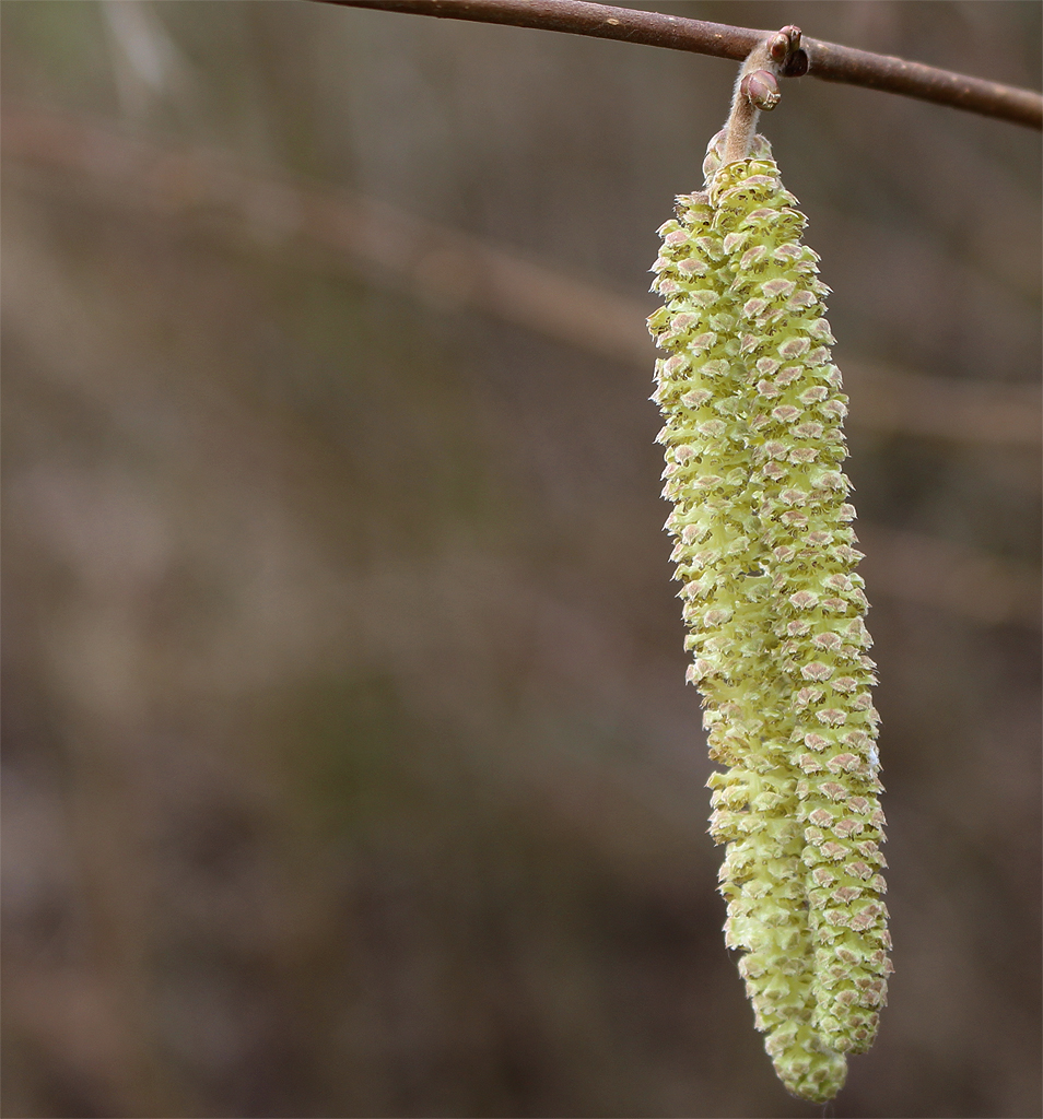 Der Frühling ruft!