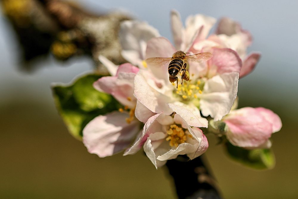 Der Frühling ruft