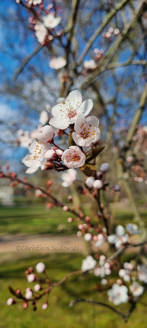 Der Frühling sagt Hallo 