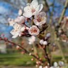 Der Frühling sagt Hallo 