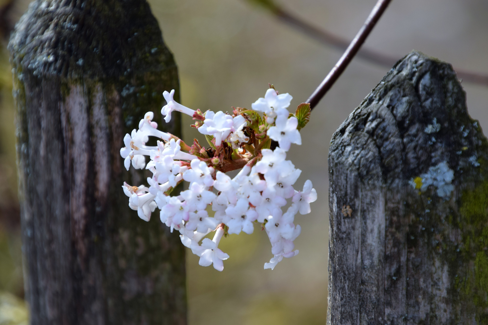 Der Frühling schaut durch ....... ;-)