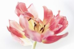 Der Frühling scheint fern