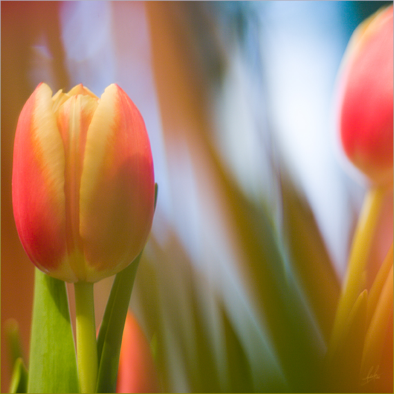 Der Frühling scheint nicht mehr weit.... III