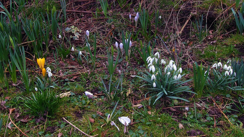 Der Frühling scheint nun endlich kommen zu wollen.