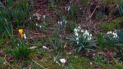 Der Frühling scheint nun endlich kommen zu wollen.