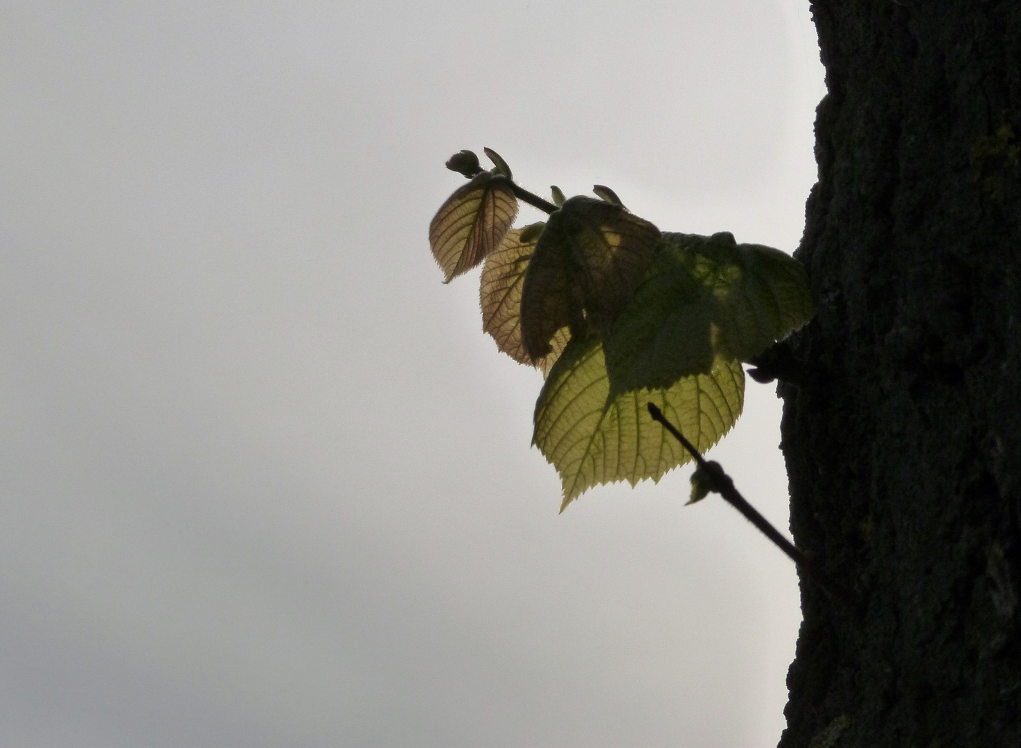 Der Frühling schickt sein zartes Band