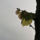 Der Frühling schickt sein zartes Band