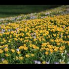 Der Frühling schickt seine Boten