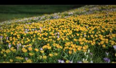 Der Frühling schickt seine Boten